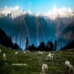 travel-auli-from-gurson-peaks-and-sheep