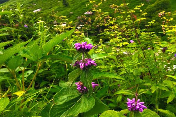 valley-of-flowers-on-1st-ju valley-of-flowers-on-1st-ju