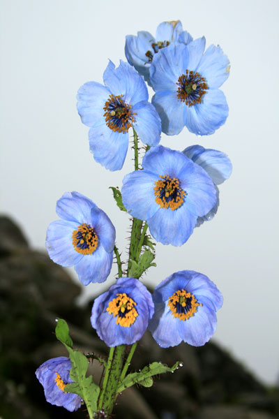 blue-poppy blue-poppy