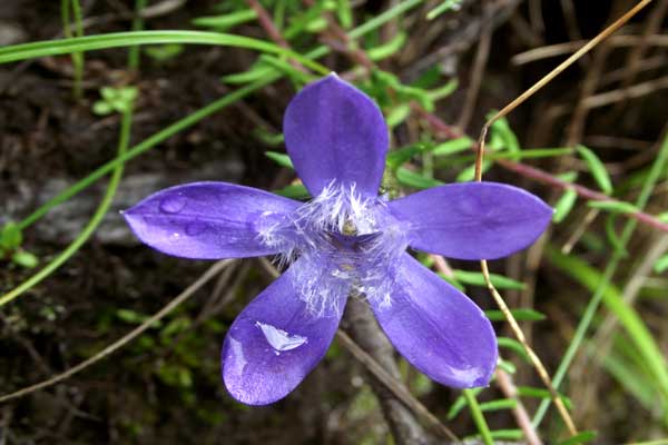 valley-of-flowers-flower-d valley-of-flowers-flower-d