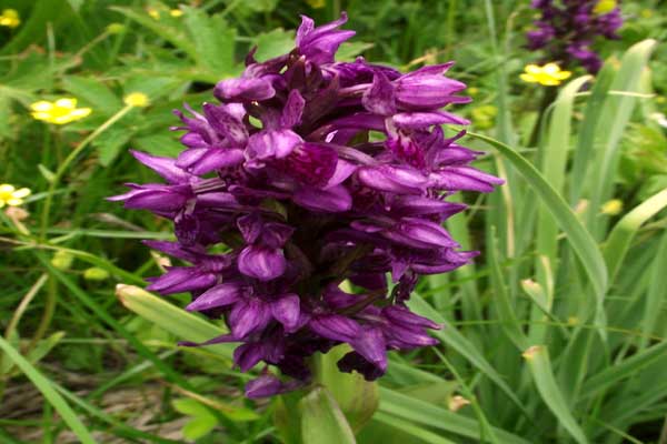 valley-of-flowers-flower-f valley-of-flowers-flower-f