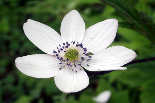 valley-of-flowers-flower-h valley-of-flowers-flower-h
