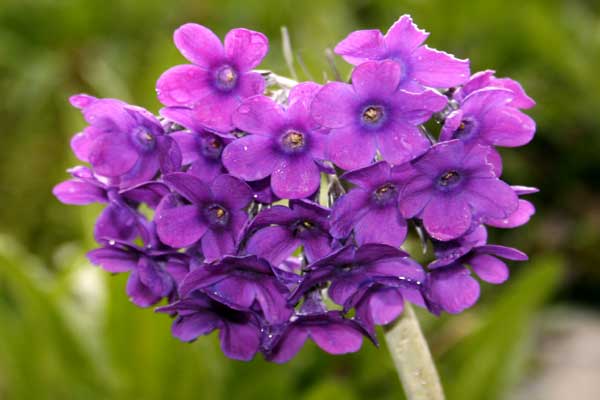 valley-of-flowers-flower-j valley-of-flowers-flower-j