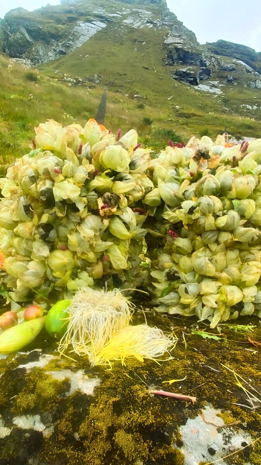 brahmakamal flowers collected by phularis for nandasthami brahmakamal flowers collected by phularis for nandasthami