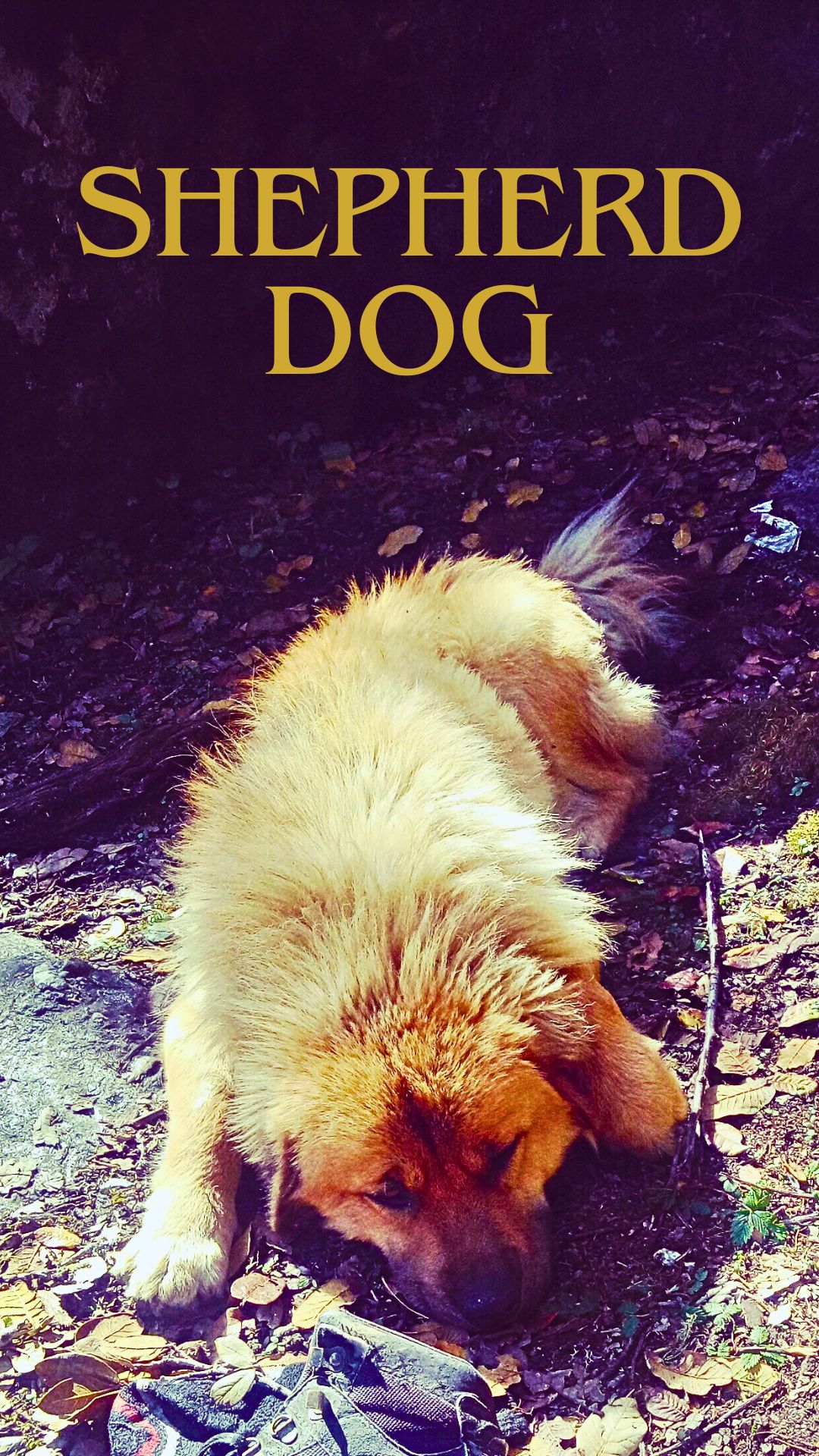 Shepherd dog needs rest during daytime Rest time for the Shepherd Dog during the day .... wakes up all night guarding the area