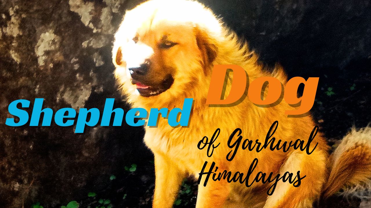 The golden brown shepherd dog of Harhwal Himalayas .... a true companion for long hikes in the himalayas